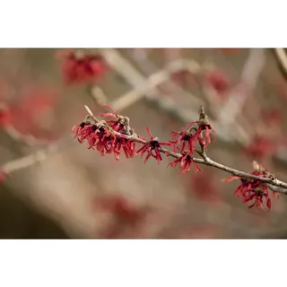 Zaubernuss 'ruby Glow' Hamamelis Intermedia 'ruby Glow' C 5 40-  60