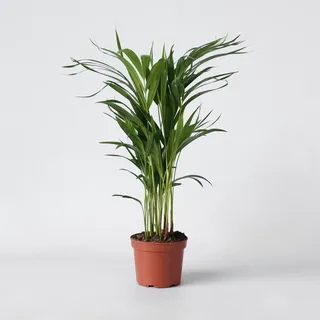 Plant in a Box - Goldfruchtpalme - Dypsis lutescens - Höhe 60-70cm - Topf 17cm