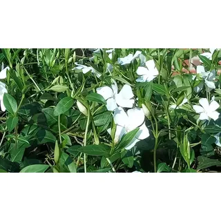 100 Stück, Topf 9cm, Bodendecker Vinca minor Alba