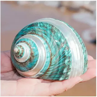 Große natürliche Muschel Muscheln Muscheln, Einsiedlerkrebs Muscheln Große Mittlere Turbo Muschel Natürliche Meeresmuschel(9~10cm)
