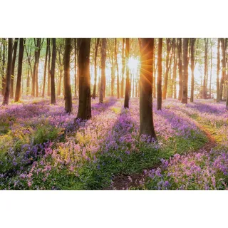 Muralo Fabelhafte Vlies Fototapete 450x300 Wald Blumen Natur 3D Moderne Tapete Wohnzimmer Schlafzimmer Wandbilder Wandtapete XXL Luxus Abstrakt Br. 450 cm x Hö. 300 cm