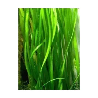 5 Bunde Vallisnerien gigantea, Wasserpflanzen