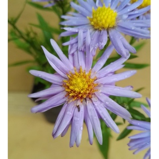 Aster dumosus - Kissenaster, hellblau, 5 Stauden