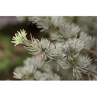 Pflanzen Für Dich Cedrus atlantica 'Glauca', Atlas-Zeder, blau-grün, 60–80 cm