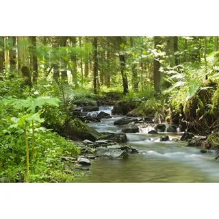 Leinwandbild FLUßLAUF IM WALD (BHT 120x80x3.10 cm) - grün - BHT 120x80x3.10 cm