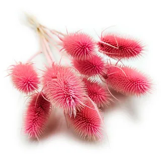 Enchanted Trockenblumen Dekogras Distel Getrocknetes Gras Ziergras Natürlich Deko Rosa