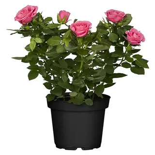 Piardino Topfrose Patio Hit  (Rosa Hybride, Topfgröße: 13 cm, Rosa)