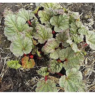 Rhabarber Holsteiner Blut - Rheum rhabarbarum - lebende Gartenpflanze aus den Baumschulen