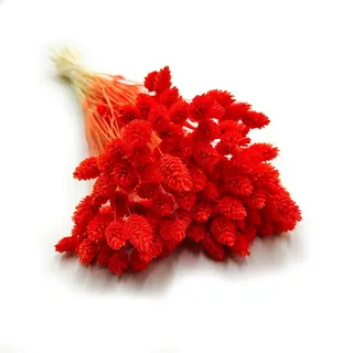 Enchanted Dekogras Getrocknetes Gras Ziergras Kanariengras Phalaris Trockenblumen Natürlich Boho Ca. 100 Stück 80 g Orange