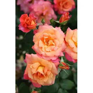 PlantaPro Rosa Freisinger Morgenröte C 7