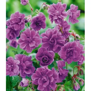 BALDUR Garten Bodendecker Winterharte Geranie 'Blaue Birch Double®', 2 St., Storchenschnabel, winterhart, lange Blütezeit, pflegeleicht lila