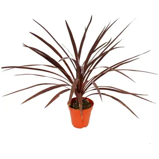 EXOTENHERZ Rote Keulenlilie Cordyline australis Red Star 12cm Topf ca. 50cm hoch