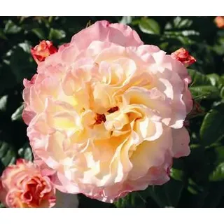 Edelrose 'Aquarell®', Apricot, Rosa