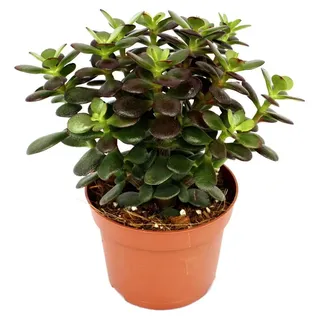 EXOTENHERZ Crassula portulacea minor Pfennigbaum große Pflanze 12cm Topf