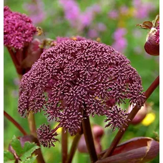 Rote Engelwurz - Angelica gigas - lebende Gartenpflanze aus den Baumschulen
