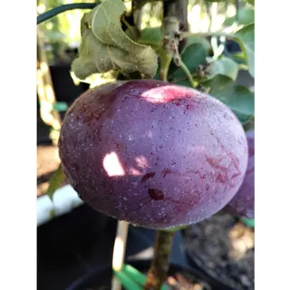 Apfel Blauer Kölner Bu 100 - 120 cm Malus domestica
