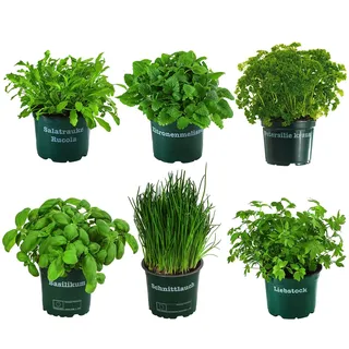 Dehner Kräuter-Set Küchenkräuter, 6 Stück, Basilikum, Liebstöckel, Petersilie, Schnittlauch, Rucola, Zitronenmelisse, je ca. 15 cm, Ø Topf 12 cm, Kräuterpflanze