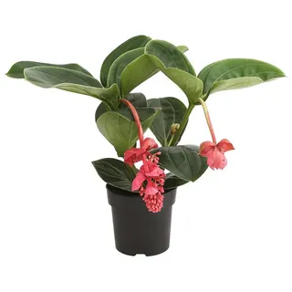 Dehner Medinille Ø Medinilla 'Lambada', Zartrosa, Rosa