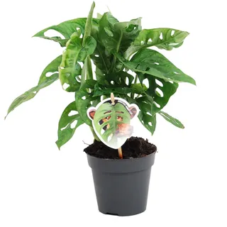 Blumen-Senf Monstera obliqua Monkey Leaf 30-40 cm - MONSTERA MONKEY MASK - Fensterblatt - Affenmaske - Monstera adansonii