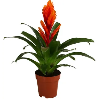 Dehner Vriesea - Bromelia cultivars 'Intenso Orange'