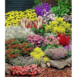 BALDUR Garten 12er Set Großer Staudengarten, Pflanzen im 7x7 cm-Topf, begeistert jedes Jahr mit seiner Blütenfülle, buntes Staudenbeet, winterhart, bienenfreundlich, für Beete & Naturgärten