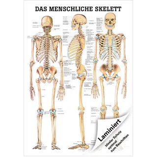 Das menschliche Skelett Lehrtafel Anatomie 100x70 cm medizinische Lehrmittel, Laminiert