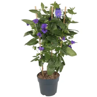 meinvipshop Blaue Himmelsblume 70cm XXL Thunbergia battiscombei