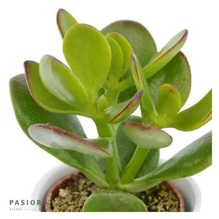 Crassula ovata - 6cm