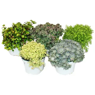Exotenherz Beetpflanze 5 ver. Winterharte Sedum-Pflanzen Fetthenne abwechslungsr. Farbspiel
