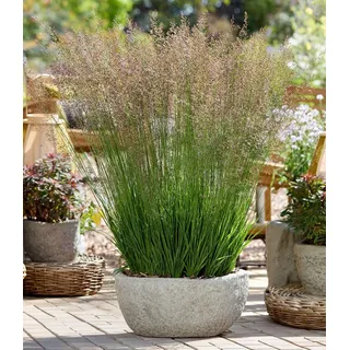 BALDUR Garten Gräser Pfeifengras 'Banshee®', 1 St., Pfeifengras,winterhart, langblühend, trockenheitsverträglich bunt