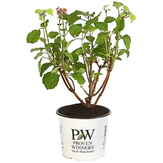 Dehner Zierstrauch Schneeball-Hortensie Pink Annabelle®, pink-farbene Blüten, reichblühende Blütenpompons