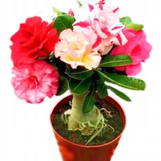 Seltene Wüstenrose Winterhart WüStenrosenknolle Winterhart Seltene Wüstenrose Schnelles Wachstum Schönes Bepflanzen von Staudengärten-4knolle-h