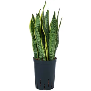 Dehner Bogenhanf Ø Sansevieria trifasciata var. laurentii, Hydrokultur, Gelb, Grün