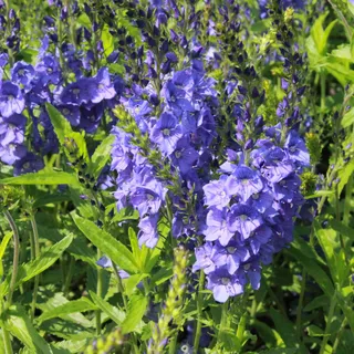 Bio Großer Ehrenpreis 'Shirley Blue', blau, Topf 9x9 cm