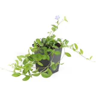 Exotenherz Bodendecker Kleines Immergrün Vinca Minor 9cm Topf Set mit 40 Pflanzen