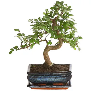 Dehner Bonsai Japanische Zelkove, - Zelkova serrata,