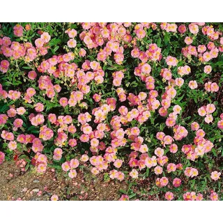 Staudenkulturen Wauschkuhn Helianthemum Hybr. 'Lawrensons Pink' – Sonnenröschen – Staude im 9cm Topf