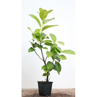 Pflanzen Für Dich Prunus,aurocerasus 'Rotundifolia' 40-60 cm