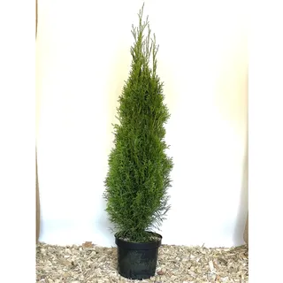 Baumfink Thuja Smaragd im Topf 15-30cm