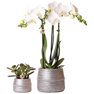 Kolibri Company - Pflanzenset Groove silber | Set mit weißer Phalaenopsis Orchidee Amabilis Ø9cm und grüner Sukkulente Crassula Ovata Ø6cm | inkl. silbernen Keramik-Ziertöpfen