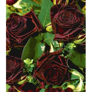 BALDUR Garten 1x Edelrose 'Black Baccara®', Pflanze wurzelballiert, fast schwarze Rose, winterhart, mehrjährig, blühend, duftend, Schnittblume, ...