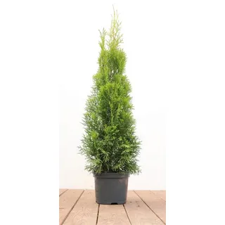 PlantaPro Thuja occidentalis 'Smaragd' 60–80 cm – Immergrün, Winterhart, Pflegeleicht – Lebensbaum – Heckenpflanze für Garten & Sichtschutz