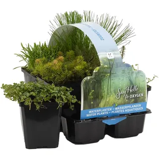 Bloomique - 6er-Set - Sauerstoff Teichpflanzen - Wasserpflanzen Miniteich - Zone 5 - Winterhart - Höhe 15-25 cm - Topf 9 cm