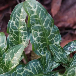 Blumixx Stauden Arum italicum - Geaderter Aronstab grünweiß