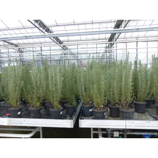 gruenwaren jakubik Rosmarin Officinalis 50-60cm Höhe, XL Busch Ø 20-30 cm stehend, winterhart Kräuter