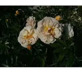 Kletterrose  (Rosa 'Ghislaine de Feligonde', Gelb / Weiß)