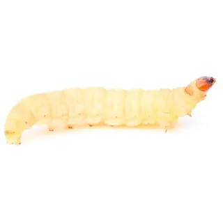 proinsects 200 STK. Wachsmaden/Bienenmaden | Futterinsekten | Angelköder