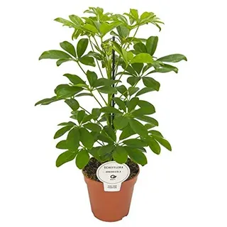 Schefflera Arboricola Nora 45 cm – Kleine Strahlenaralie, Kleinblättrige Schefflera für Innenräume, Robuste Zimmerpflanze für Schreibtisch und Wohnzimmer, Pflegeleicht & Luftreinigend