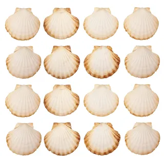 Finoly Große Natürliche Muschelschalen Jakobsmuscheln Muscheln 10x11 cm Paket 4/8/12/16 Stück | Jakobsmuschel Schalen für die Küche Dekoration Handwerk DIY (16, Rund)