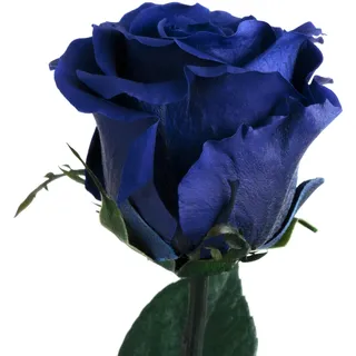 Infinity Rose Blau - haltbar 3 Jahre echte Rosen konserviert mit Stiel 45-50cm lang in Box - unendliche Rosen haltbar für Damen Geschenke mit blauen Augen und für blaue Blumenvase (Blau)